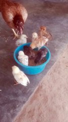 Little cute baby henvedio#eating#food#her mother #video viral #cute #hen#