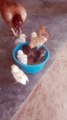 Little cute baby henvedio#eating#food#her mother #video viral #cute #hen#