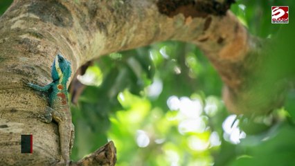 Los animales reaccionan a los ruidos de las plantas