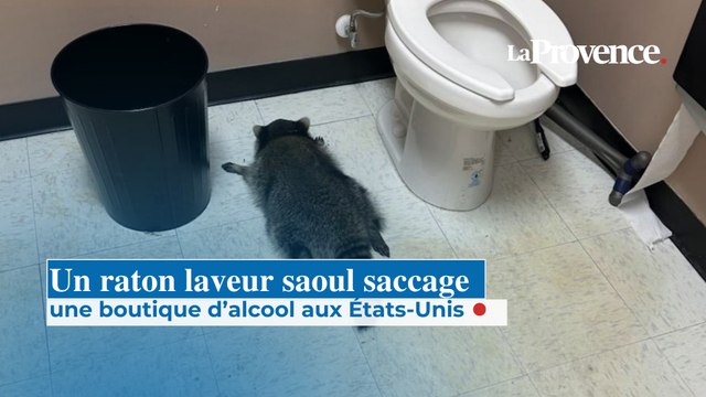 Un raton laveur saoul saccage une boutique d’alcool aux États-Unis