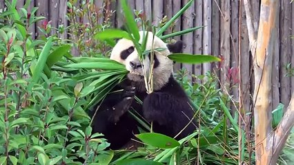 Pierwsza dama Francji odwiedza w Chinach ośrodek badań nad hodowlą pand