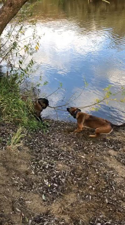 Teamwork makes dreamwork