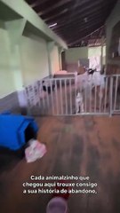 Brasil: Jovem arrenda casa para abrigar animais. Já resgatou mais de 200
