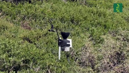 Pingüinos de El Cabo sufrieron una hambruna masiva en Sudáfrica, según un estudio