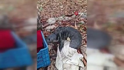 Yavru foka balıkçı şefkati: \"Seni iyileştireceğiz evlat\"