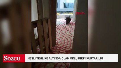 Nesli tehlike altında olan oklu kirpi kurtarıldı