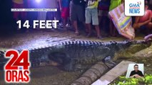14-ft na buwaya, nahuli sa Palawan; pinagtulungang hatakin papunta sa pampang | 24 Oras