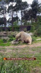 C'EST L'HEURE DU REPAS pour l'ours polaire