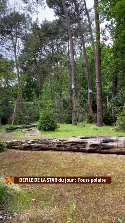 DEFILE DE LA STAR du jour  l'ours polaire