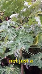 Papaya isn't Just Fruit #papaya #healthylifestyle #food