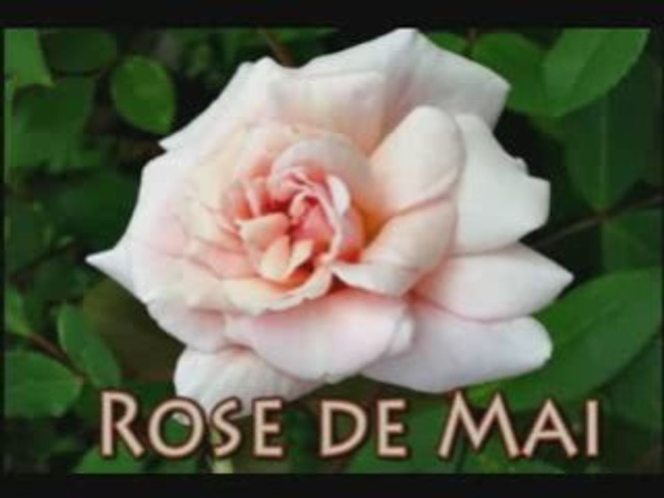 Roses 2