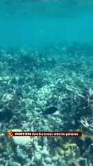 IMMERSION dans les coraux entre les poissons