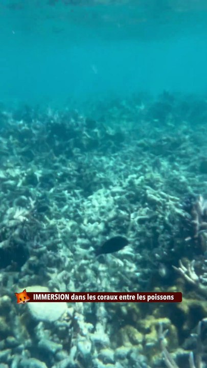 IMMERSION dans les coraux entre les poissons