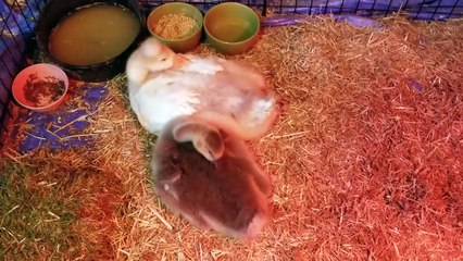 Self-care is very important. | #SparklegleamFarm #Lemongrab #Tooey #homestead #geese #farmanimals #UNACCEPTABLE #cute