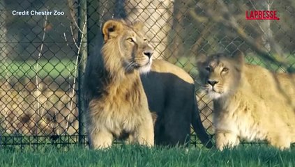 Coppia di leoni asiatici arriva allo zoo di Chester: eccoli mentre esplorano la loro nuova casa
