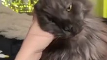 This Fluffy Cat Gives Better Relaxation Than a Spa 😻✨#cat #cats #funny #funnycats #funniestcats #funnyanimals #goodnight #Friday #fridaynight #weekend #cutecats #viralcats #viralvideo #trending #fyp