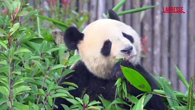 Brigitte Macron in visita nel Centro dei panda giganti a Chengdu: le immagini