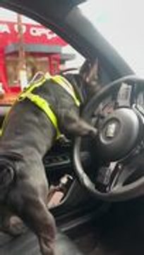 Dog Cries Weirdly When Owner Steps Out of Car