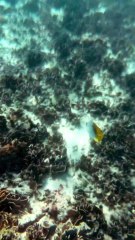 LES FONDS MARINS de lîle Maurice