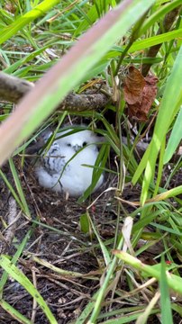 LES PLAGES PARADISIAQUES face à l'île ronde