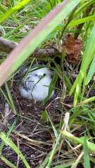 LES PLAGES PARADISIAQUES face à l'île ronde