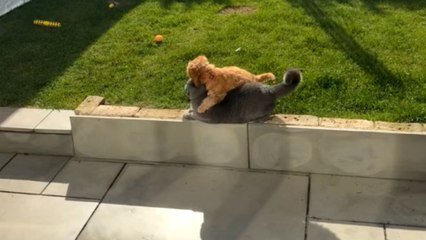 Puppy keeps cuddling a cat in the garden but the cat looks so done