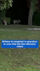 Sfilata di cinghiali in giardino in una villa del San Bartolo: video