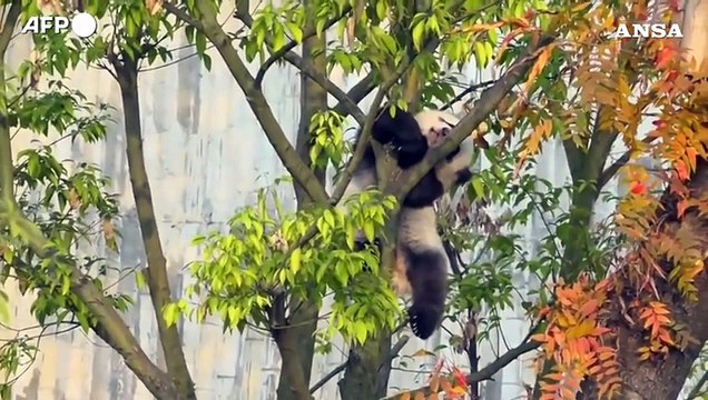 Cina, la First Lady francese visita l'allevamento di panda giganti
