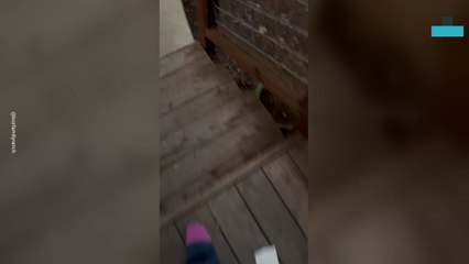 Puppies Go Wild on Trampoline While Mom Makes Lunch