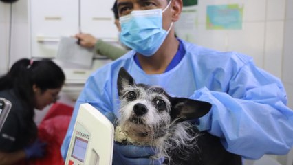 Rescatan a 46 animales en condiciones de maltrato y hacinamiento en Medellín