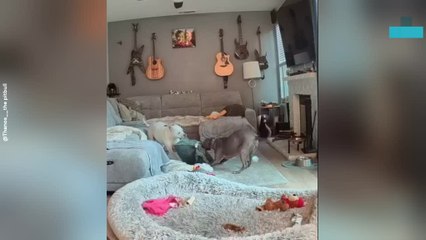 Dogs Caught Destroying Pillow in Hilarious Crime Scene