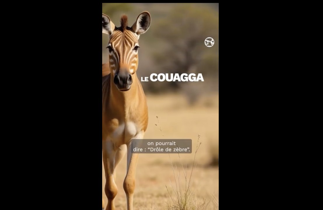Le Couagga, cet animal disparu que l'IA nous permet enfin de revoir