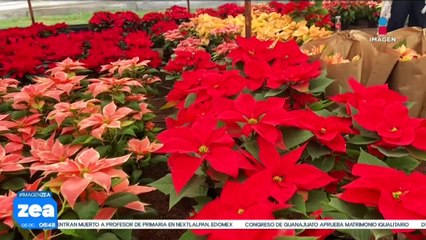 En los Viveros de Xochimilco encontrarás gran variedad de Nochebuenas