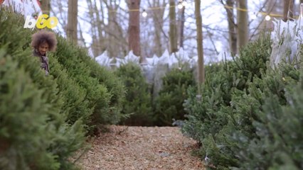Can a Christmas Tree Really Impact Your Home’s Air Quality?