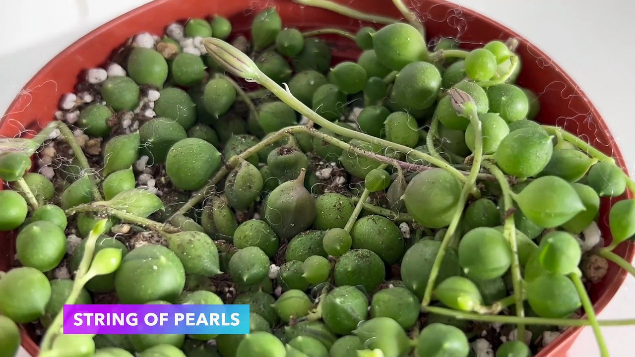 Sprout N Green String Of Pearls