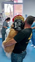 Cão terapeuta leva espírito natalino a hospitais de SC