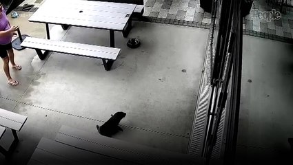 Bar Patrons Get a Surprise When Baby Seal Wanders Into the Pub: ‘We Got the Seal of Approval’