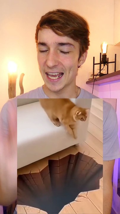 Illusions animaux