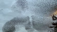 Les murmures des étourneaux sont un phénomène naturel extraordinaire et hypnotique. Des nuées de milliers et milliers d’oiseaux qui semblent penser comme un seul être et exécutent une chorégraphie parfaite et synchronisée dans le ciel.