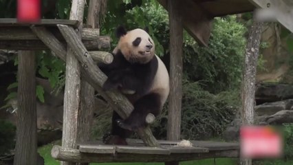 중국, 마크롱 귀국길에 2027년 판다 대여 계획 발표 / YTN