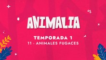 11 ANIMALES FUGACES
