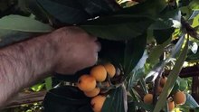 Loquat harvest