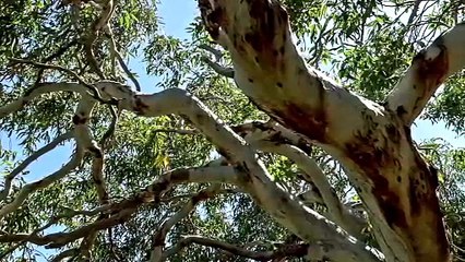 This Bird Sounds Like It’s Laughing—Meet the Kookaburra