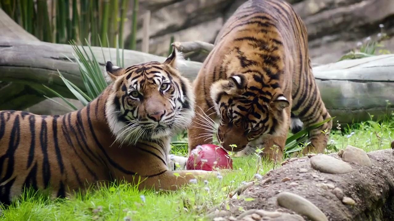 Resilient Tiger Makes a Roaring Comeback After Devastating Injury