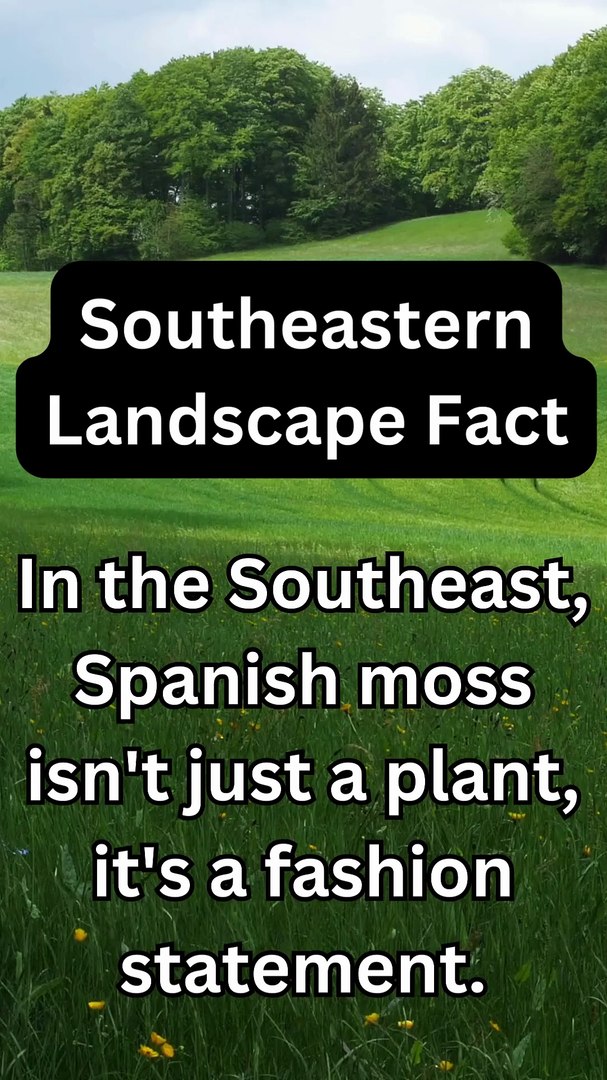 ⁣Spanish Moss