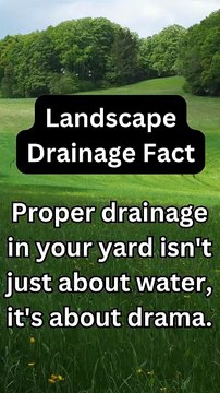 Water Drainage Drama Lawn Frogs Landscaping