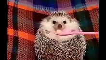Hedgehog #youtubeshorts #nflzombiee #shortsbeta #trending #trendingshorts