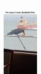 hmHe really doesn't want to make a second trip 😂#viral #viralvideo #shortvideos #shortsviral #fun