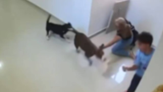 VIDEO | Menor resultó gravemente herido tras ser brutalmente atacado por un perro