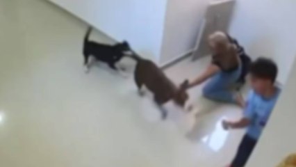 VIDEO | Menor resultó gravemente herido tras ser brutalmente atacado por un perro